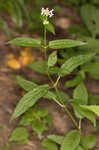 Heartleaf hedgenettle